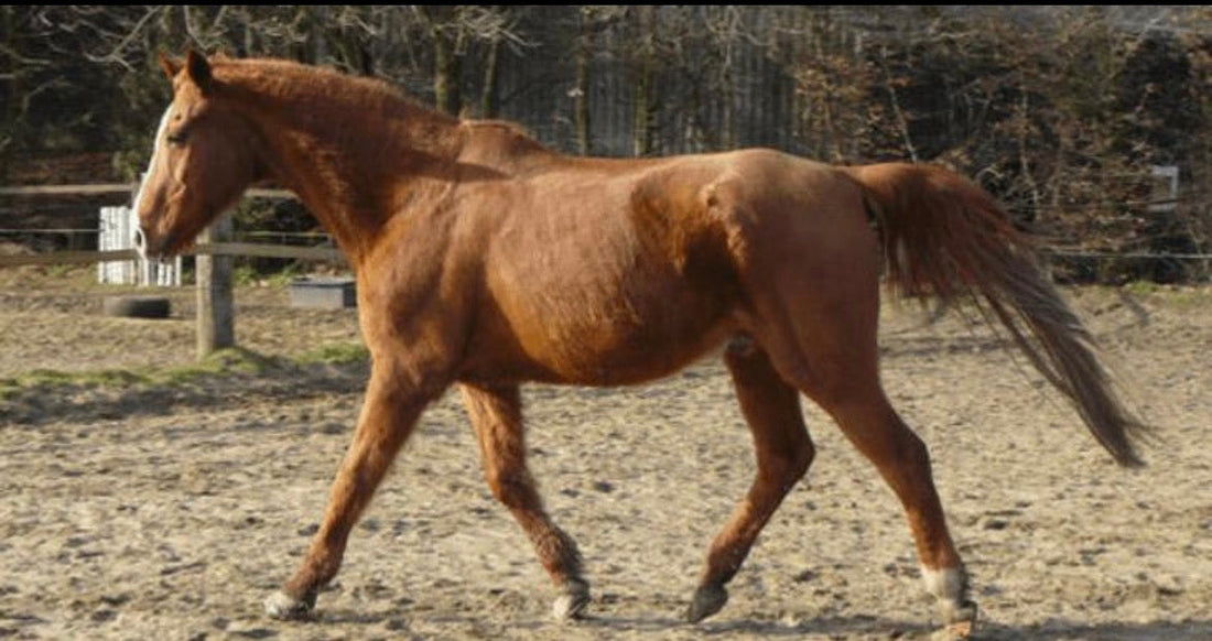Cheval senior : pourquoi continuer à bouger pour entretenir ses muscles et sa mobilité ?