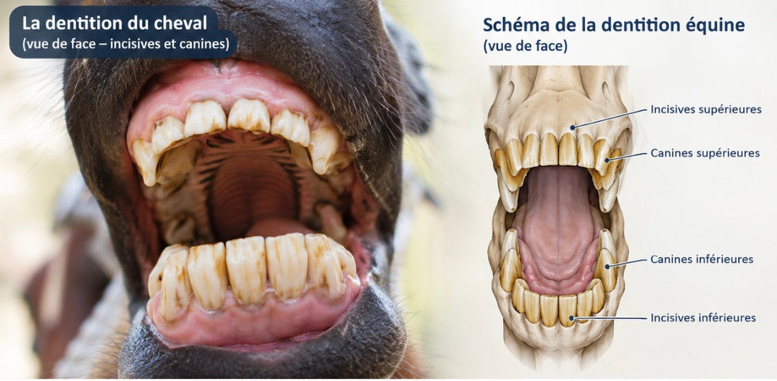EOTRH chez le cheval : comprendre une maladie dentaire encore trop méconnue